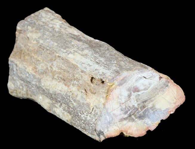 Polished Petrified Wood Limb - Madagascar #54604